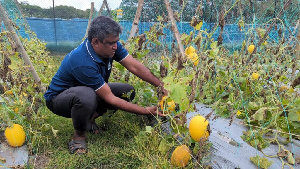 সৌদির সাম্মাম চাষ হচ্ছে পটুয়াখালীতে, স্বাদে-ঘ্রাণে মুগ্ধ ভোক্তা।